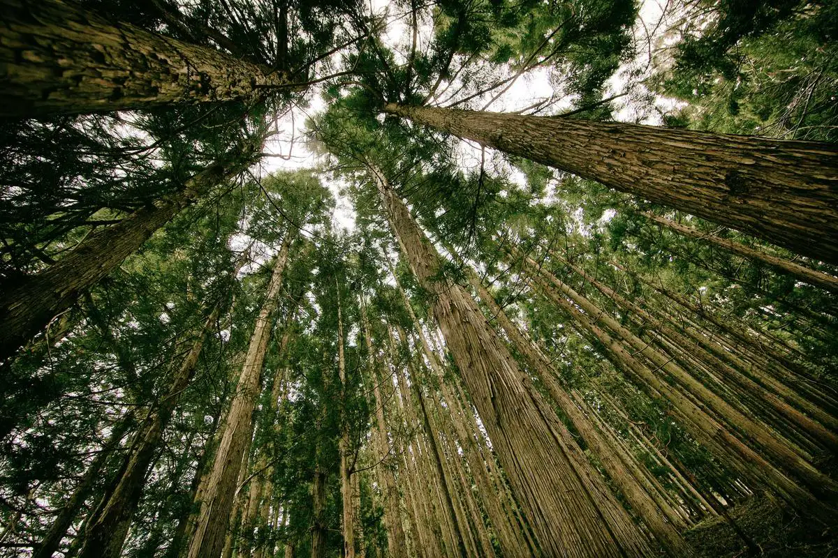Tall conifers photographed from the forest floor, looking up through the canopy